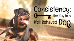 Consistency Is Key When Training Your Dog