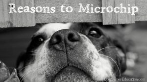 Why You Should Microchip Your Dogs