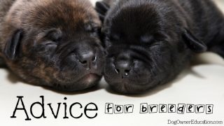 Advice for dog breeders, from what to expect to contracts and guarantees.