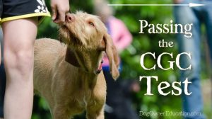 Passing the AKC Canine Good Citizen Test