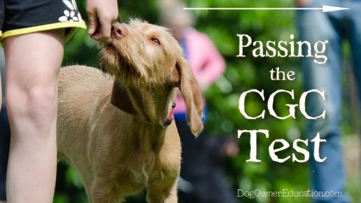 Passing the AKC Canine Good Citizen Test