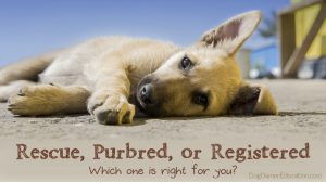 Choosing a Puppy: Rescue, Purebred, or Registered