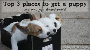 Top 3 Places to Get A Puppy & Who To Avoid